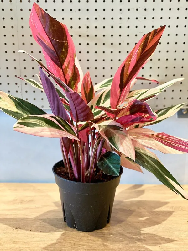 Stunning_Triostar_Plant_–_Colorful_Tropical_Indoor_Beauty,_Pack_Of_1