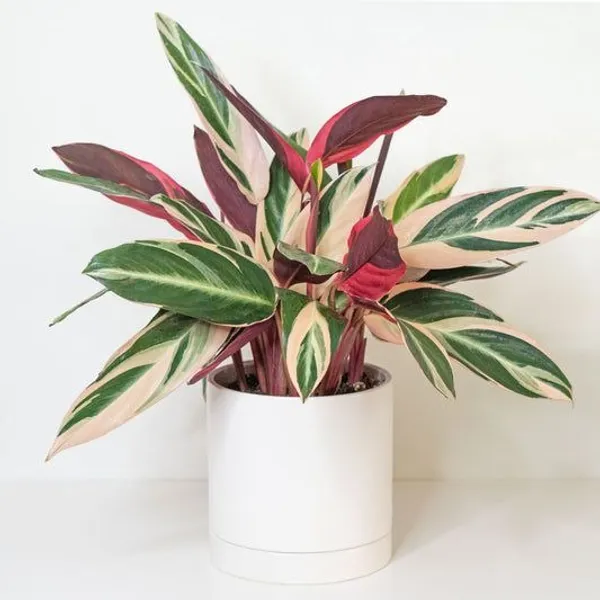 Stunning_Triostar_Plant_–_Colorful_Tropical_Indoor_Beauty,_Pack_Of_1