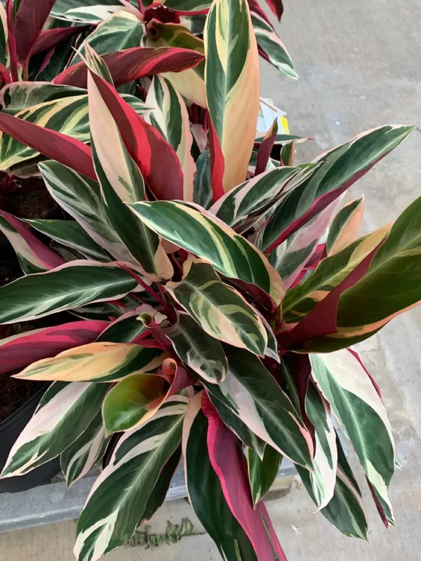 Stunning_Triostar_Plant_–_Colorful_Tropical_Indoor_Beauty,_Pack_Of_1