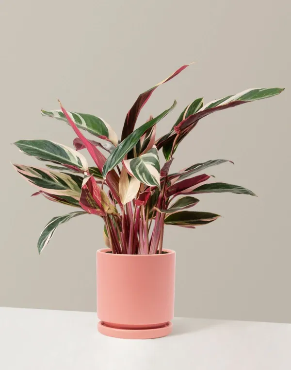 Stunning_Triostar_Plant_–_Colorful_Tropical_Indoor_Beauty,_Pack_Of_1