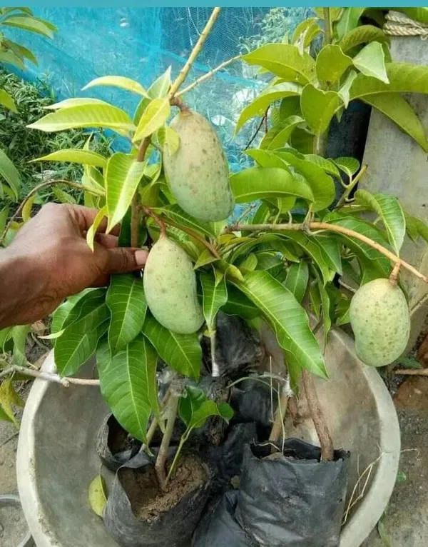 Super_Delicious_Alltime/12_Month_Mango_Fruit_Plant_&_Tree_(1.5-3.5_Ft_Height)_For_Your_Home_Garden,_Well_Watered_Healthy_Mango_Plant_(Hybrid,_Pack_Of_1)