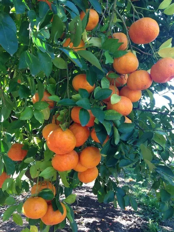 Super_Juice_Satsuma_Orange_Fruit_Plant_&_Tree_(1.5-3.5_Ft_Height)_For_Home_Garden_Well_Watered_Satsuma_Hybrid_Orange_Plant_(Pack_Of_1)