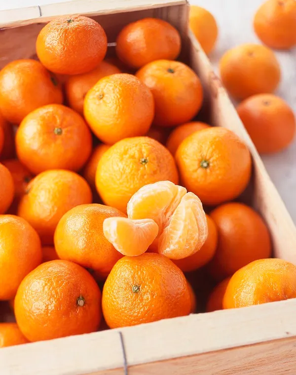 Super_Juice_Satsuma_Orange_Fruit_Plant_&_Tree_(1.5-3.5_Ft_Height)_For_Home_Garden_Well_Watered_Satsuma_Hybrid_Orange_Plant_(Pack_Of_1)