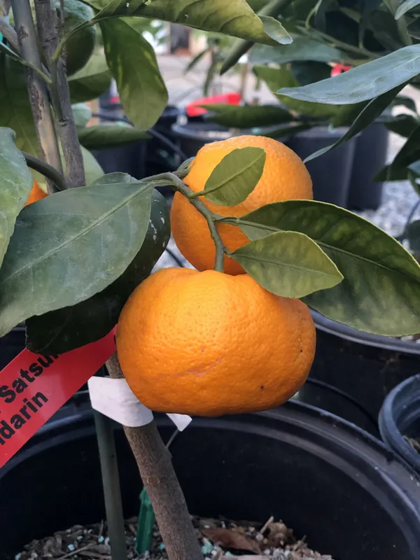 Super_Juice_Satsuma_Orange_Fruit_Plant_&_Tree_(1.5-3.5_Ft_Height)_For_Home_Garden_Well_Watered_Satsuma_Hybrid_Orange_Plant_(Pack_Of_1)