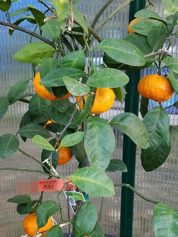 Super_Juice_Satsuma_Orange_Fruit_Plant_&_Tree_(1.5-3.5_Ft_Height)_For_Home_Garden_Well_Watered_Satsuma_Hybrid_Orange_Plant_(Pack_Of_1)