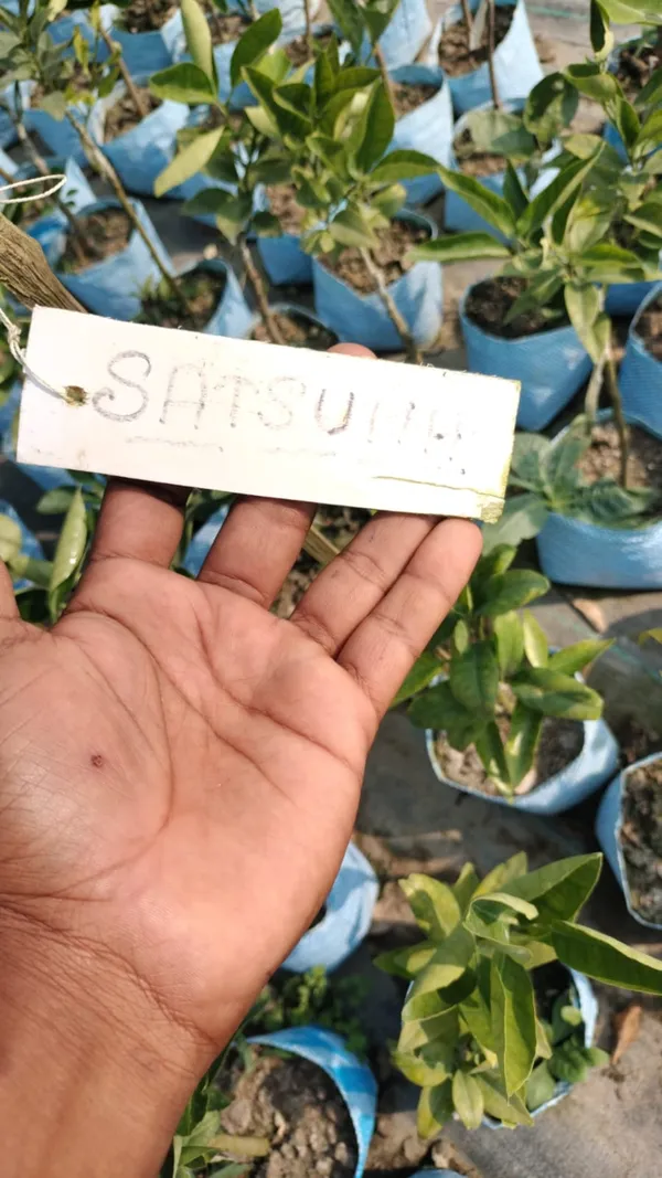 Super_Juice_Satsuma_Orange_Fruit_Plant_&_Tree_(1.5-3.5_Ft_Height)_For_Home_Garden_Well_Watered_Satsuma_Hybrid_Orange_Plant_(Pack_Of_1)