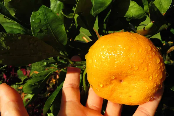 Super_Juice_Satsuma_Orange_Fruit_Plant_&_Tree_(1.5-3.5_Ft_Height)_For_Home_Garden_Well_Watered_Satsuma_Hybrid_Orange_Plant_(Pack_Of_1)