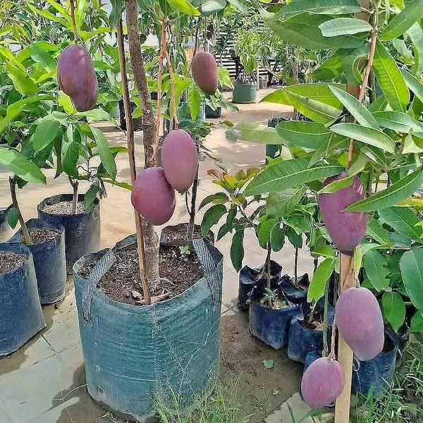 Super_Juicy_Japanese_Miyazaki_Mango_Plant_&_Tree_For_Home_Garden_(1.5-3.5_Ft_Height)_Pack_Of_1
