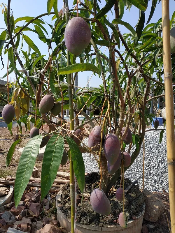 Super_Juicy_Japanese_Miyazaki_Mango_Plant_&_Tree_For_Home_Garden_(1.5-3.5_Ft_Height)_Pack_Of_1