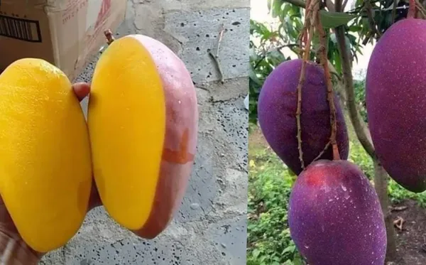 Super_Juicy_Japanese_Miyazaki_Mango_Plant_&_Tree_For_Home_Garden_(1.5-3.5_Ft_Height)_Pack_Of_1