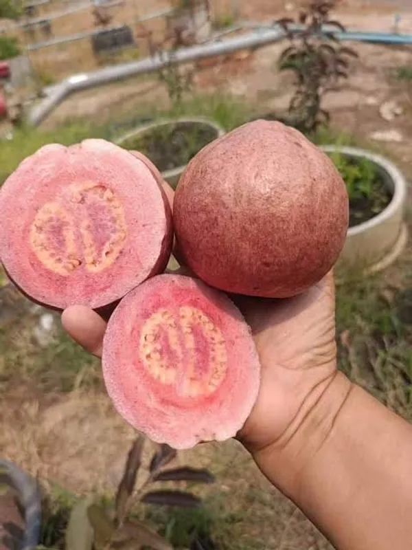 Malasian_Red_Guava_Plant_Pack_of_1_Healthy_Plant_For_Home_Garden_Plants_Tree