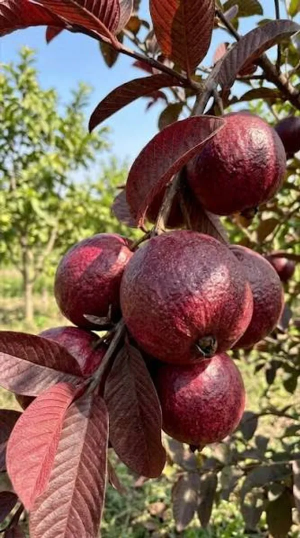 Malasian_Red_Guava_Plant_Pack_of_1_Healthy_Plant_For_Home_Garden_Plants_Tree