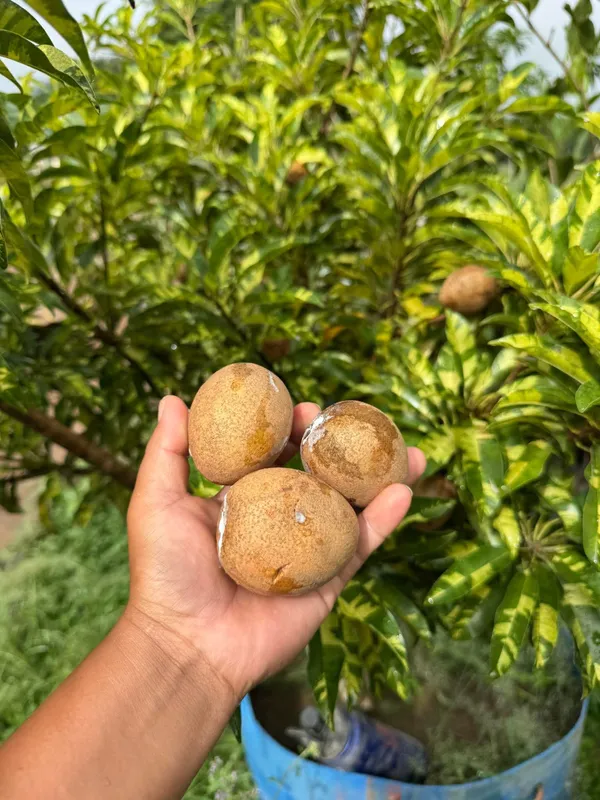 Thai_All_Time_Variegated_Sapota_Fruit_Plant_(GRAFTED)_Sapodilla,_Zapote_Dwarf_Variety_Manilkara_Zapota_for_Outdoor_Garden,Height_1-1.5_Ft