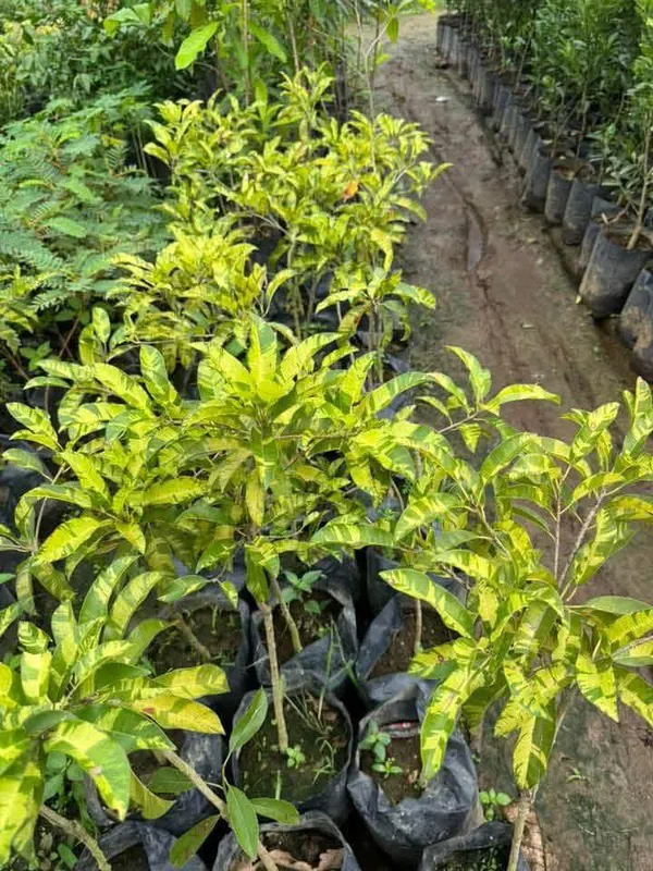 Thai_All_Time_Variegated_Sapota_Fruit_Plant_(GRAFTED)_Sapodilla,_Zapote_Dwarf_Variety_Manilkara_Zapota_for_Outdoor_Garden,Height_1-1.5_Ft