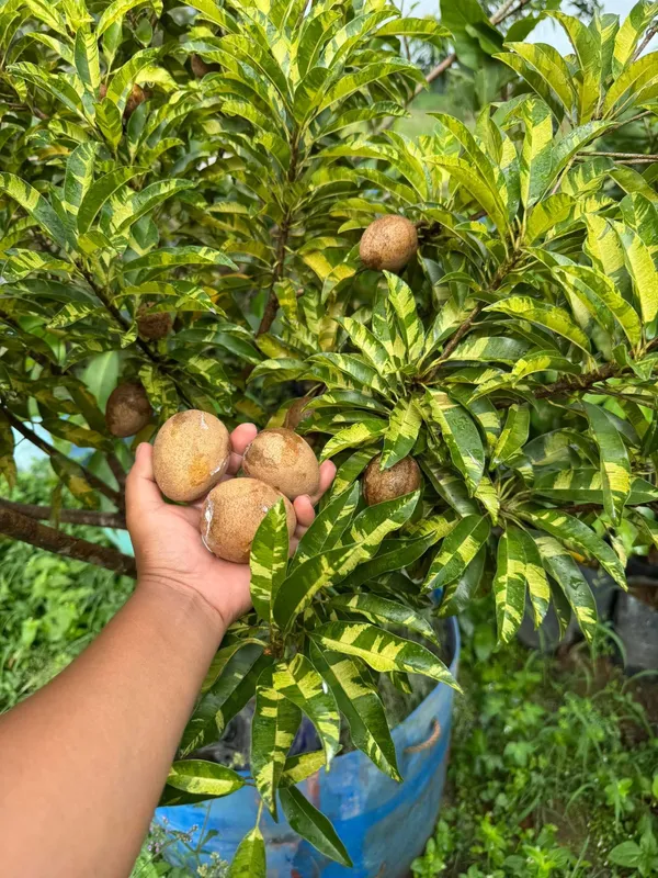 Thai_All_Time_Variegated_Sapota_Fruit_Plant_(GRAFTED)_Sapodilla,_Zapote_Dwarf_Variety_Manilkara_Zapota_for_Outdoor_Garden,Height_1-1.5_Ft