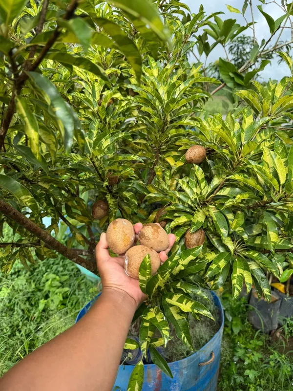 Thai_All_Time_Variegated_Sapota_Fruit_Plant_(GRAFTED)_Sapodilla,_Zapote_Dwarf_Variety_Manilkara_Zapota_for_Outdoor_Garden,Height_1-1.5_Ft
