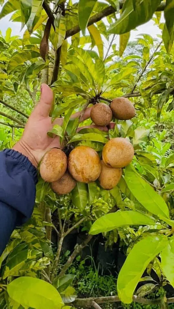 Thai_All_Time_Variegated_Sapota_Fruit_Plant_(GRAFTED)_Sapodilla,_Zapote_Dwarf_Variety_Manilkara_Zapota_for_Outdoor_Garden,Height_1-1.5_Ft