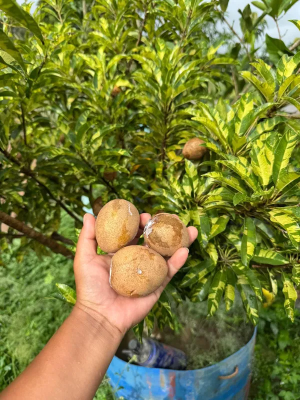 Thai_All_Time_Variegated_Sapota_Fruit_Plant_(GRAFTED)_Sapodilla,_Zapote_Dwarf_Variety_Manilkara_Zapota_for_Outdoor_Garden,Height_1-1.5_Ft