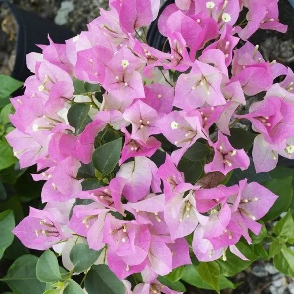 Thai_Delight_Bougainvillea_Iconic_Flower_Plant_&_Tree_(1.5-3.5_Ft_Height)_For_Enhance_Your_Home/Office/Garden_Beauty,_Pack_Of_1