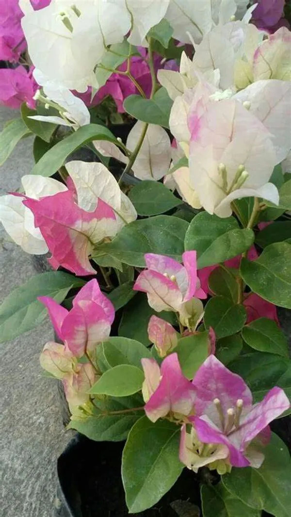 Thai_Delight_Bougainvillea_Iconic_Flower_Plant_&_Tree_(1.5-3.5_Ft_Height)_For_Enhance_Your_Home/Office/Garden_Beauty,_Pack_Of_1