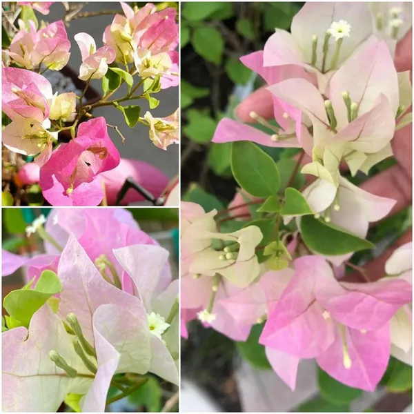 Thai_Delight_Bougainvillea_Iconic_Flower_Plant_&_Tree_(1.5-3.5_Ft_Height)_For_Enhance_Your_Home/Office/Garden_Beauty,_Pack_Of_1