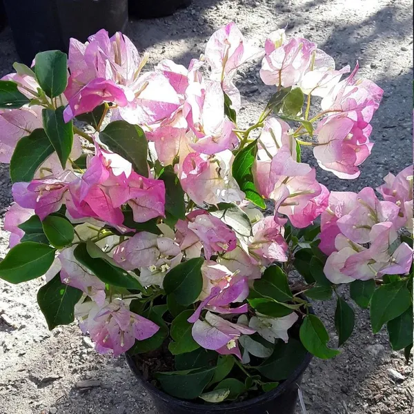 Thai_Delight_Bougainvillea_Iconic_Flower_Plant_&_Tree_(1.5-3.5_Ft_Height)_For_Enhance_Your_Home/Office/Garden_Beauty,_Pack_Of_1
