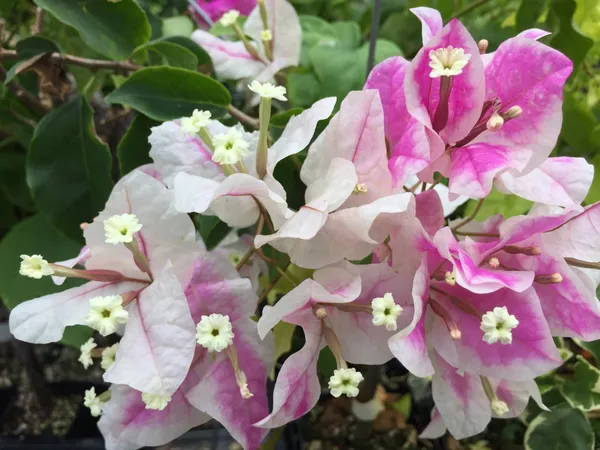 Thai_Delight_Bougainvillea_Iconic_Flower_Plant_&_Tree_(1.5-3.5_Ft_Height)_For_Enhance_Your_Home/Office/Garden_Beauty,_Pack_Of_1