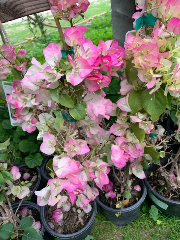 Thai_Delight_Bougainvillea_Iconic_Flower_Plant_&_Tree_(1.5-3.5_Ft_Height)_For_Enhance_Your_Home/Office/Garden_Beauty,_Pack_Of_1
