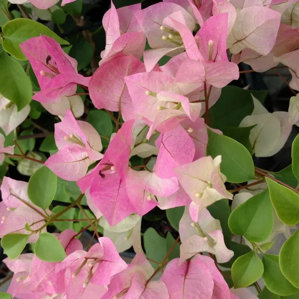 Thai_Delight_Bougainvillea_Iconic_Flower_Plant_&_Tree_(1.5-3.5_Ft_Height)_For_Enhance_Your_Home/Office/Garden_Beauty,_Pack_Of_1