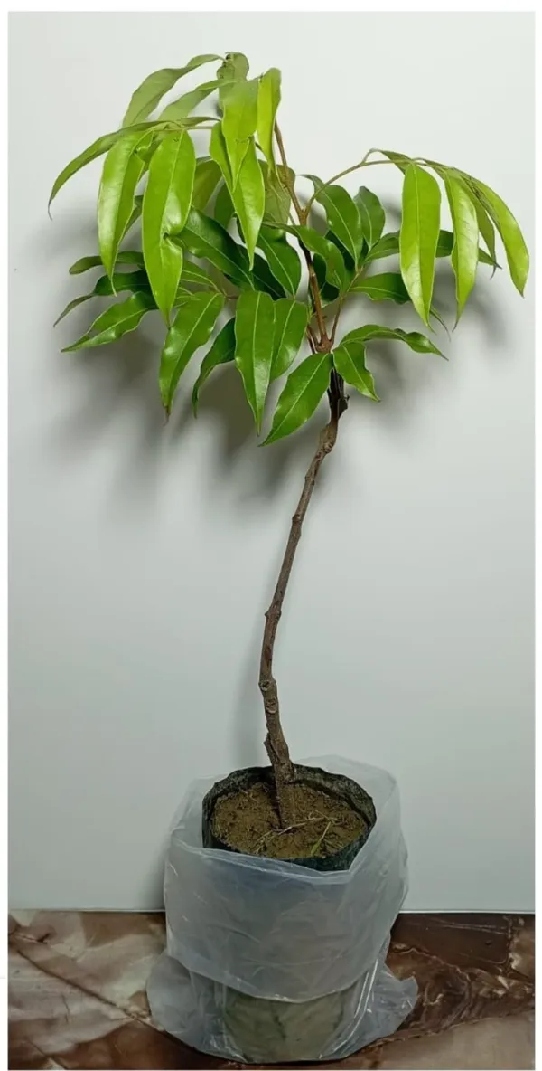 Thai_Giant_Litchi_Fruit_Plant_&_Tree_(1.5-3.5_Ft_Height)_For_Home_Gardening,_Pack_Of_1