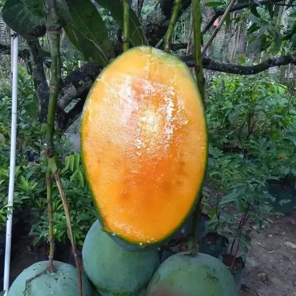 Thai_Variety_12_Month/All_Season_Hybrid_Mango_Plant_&_Tree_(1.5-3.5_Ft_Height)_For_Home_Garden,_Super_Delicious_All_time_Mango__Fruit_Plant_(Pack_Of_1)