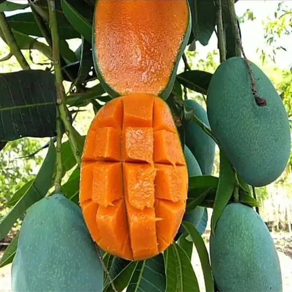 Thai_Variety_12_Month/All_Season_Hybrid_Mango_Plant_&_Tree_(1.5-3.5_Ft_Height)_For_Home_Garden,_Super_Delicious_All_time_Mango__Fruit_Plant_(Pack_Of_1)