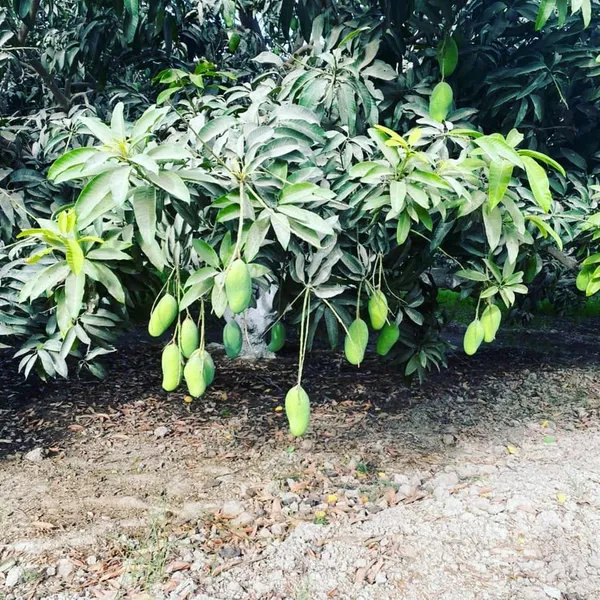 Thai_Variety_12_Month/All_Season_Hybrid_Mango_Plant_&_Tree_(1.5-3.5_Ft_Height)_For_Home_Garden,_Super_Delicious_All_time_Mango__Fruit_Plant_(Pack_Of_1)