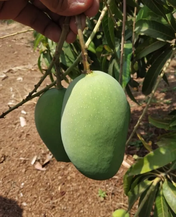 Thai_Variety_12_Month/All_Season_Hybrid_Mango_Plant_&_Tree_(1.5-3.5_Ft_Height)_For_Home_Garden,_Super_Delicious_All_time_Mango__Fruit_Plant_(Pack_Of_1)