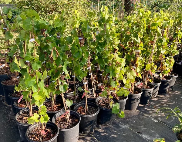 Thai_Variety_Hybrid_Grapes_Ready_To_Fruit_Plant_&_Tree_(1.5-3.5_Ft_Height)_For_Home_Garden,_Pack_Of_1