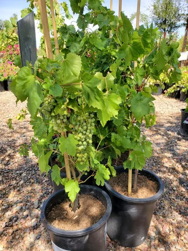 Thai_Variety_Hybrid_Grapes_Ready_To_Fruit_Plant_&_Tree_(1.5-3.5_Ft_Height)_For_Home_Garden,_Pack_Of_1