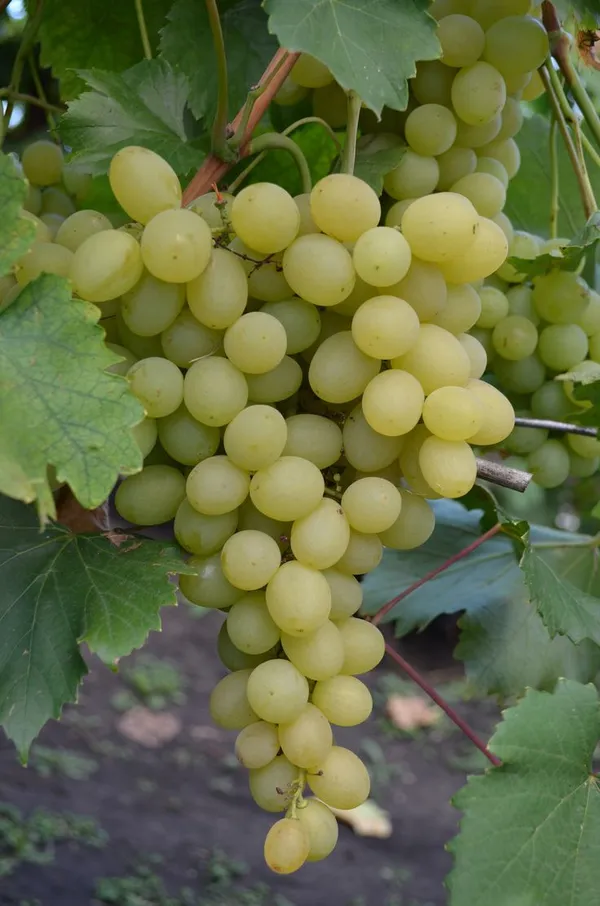 Thai_Variety_Hybrid_Grapes_Ready_To_Fruit_Plant_&_Tree_(1.5-3.5_Ft_Height)_For_Home_Garden,_Pack_Of_1