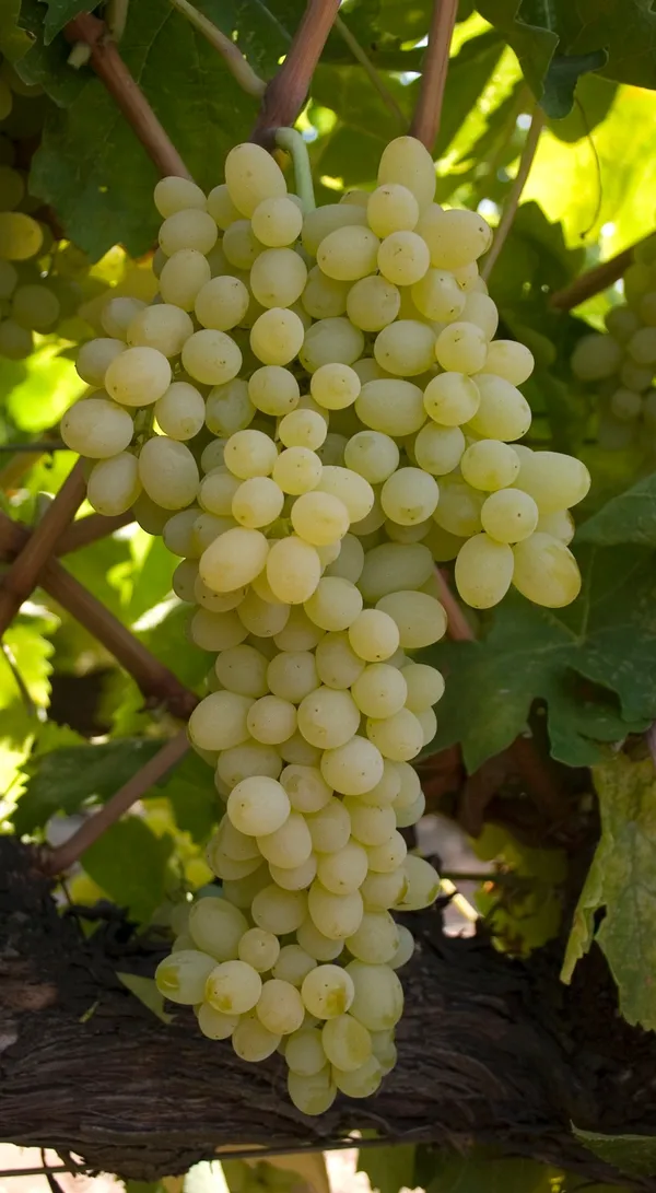Thai_Variety_Hybrid_Grapes_Ready_To_Fruit_Plant_&_Tree_(1.5-3.5_Ft_Height)_For_Home_Garden,_Pack_Of_1