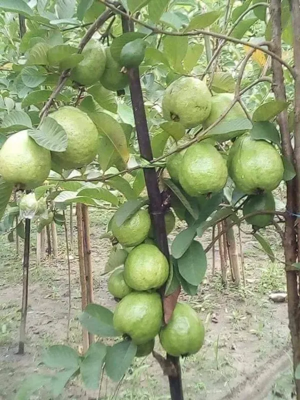 Thai_Variety_Hybrid_Guava_Fruit_Plant_&_Tree_(1.5-3.5_Ft_Height)_For_Your_Home_Garden,_Super_Juice_&_Healthy_Guava_Plant__Age_1.5_Years_||_Pack_Of_1_||