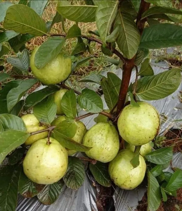Thai_Variety_Hybrid_Guava_Fruit_Plant_&_Tree_(1.5-3.5_Ft_Height)_For_Your_Home_Garden,_Super_Juice_&_Healthy_Guava_Plant__Age_1.5_Years_||_Pack_Of_1_||
