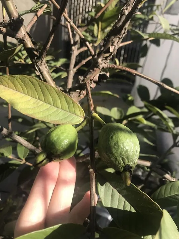 Thai_Variety_Hybrid_Guava_Fruit_Plant_&_Tree_(1.5-3.5_Ft_Height)_For_Your_Home_Garden,_Super_Juice_&_Healthy_Guava_Plant__Age_1.5_Years_||_Pack_Of_1_||