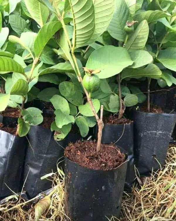 Thai_Variety_Hybrid_Guava_Fruit_Plant_&_Tree_(1.5-3.5_Ft_Height)_For_Your_Home_Garden,_Super_Juice_&_Healthy_Guava_Plant__Age_1.5_Years_||_Pack_Of_1_||