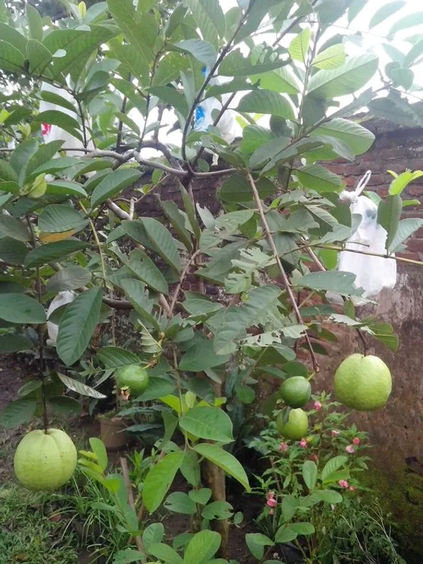 Thai_Variety_Hybrid_Guava_Fruit_Plant_&_Tree_(1.5-3.5_Ft_Height)_For_Your_Home_Garden,_Super_Juice_&_Healthy_Guava_Plant__Age_1.5_Years_||_Pack_Of_1_||