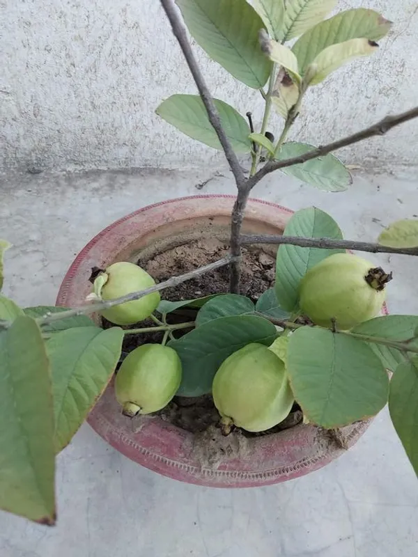 Thai_Variety_Hybrid_Guava_Fruit_Plant_&_Tree_(1.5-3.5_Ft_Height)_For_Your_Home_Garden,_Super_Juice_&_Healthy_Guava_Plant__Age_1.5_Years_||_Pack_Of_1_||