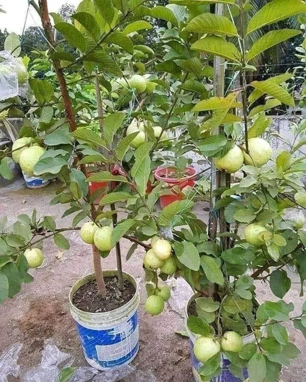 Thai_Variety_Hybrid_Guava_Fruit_Plant_&_Tree_(1.5-3.5_Ft_Height)_For_Your_Home_Garden,_Super_Juice_&_Healthy_Guava_Plant__Age_1.5_Years_||_Pack_Of_1_||