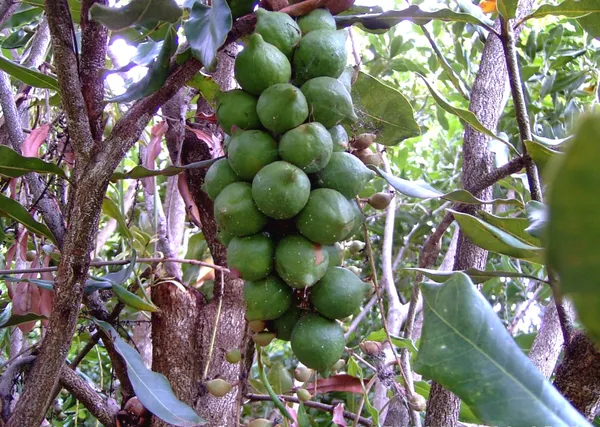 The_Queen_Of_Nut__Macadamia__Fruit_Plant_&_Tree_(1.5-3.5_Ft_Height)_For_Home_Garden,_Pack_Of_1