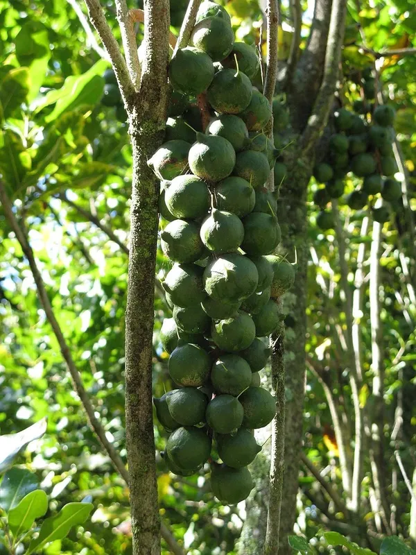 The_Queen_Of_Nut__Macadamia__Fruit_Plant_&_Tree_(1.5-3.5_Ft_Height)_For_Home_Garden,_Pack_Of_1