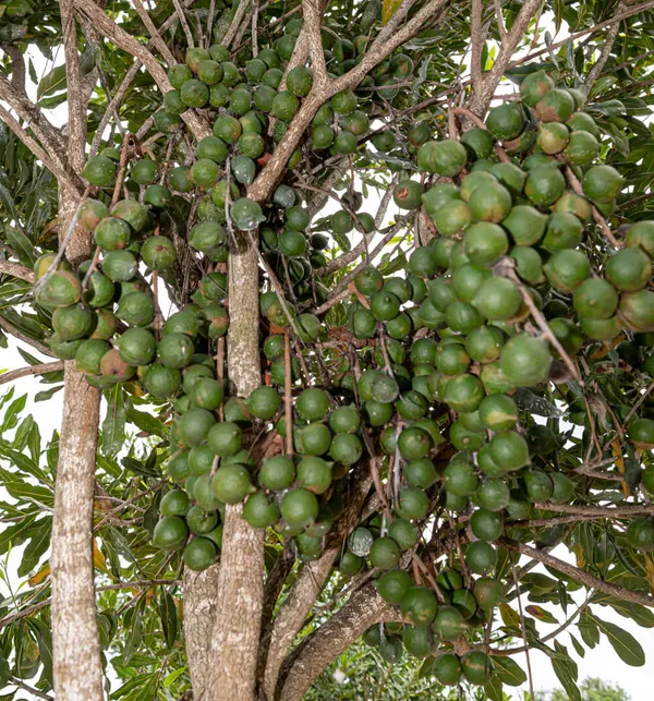 The_Queen_Of_Nut__Macadamia__Fruit_Plant_&_Tree_(1.5-3.5_Ft_Height)_For_Home_Garden,_Pack_Of_1