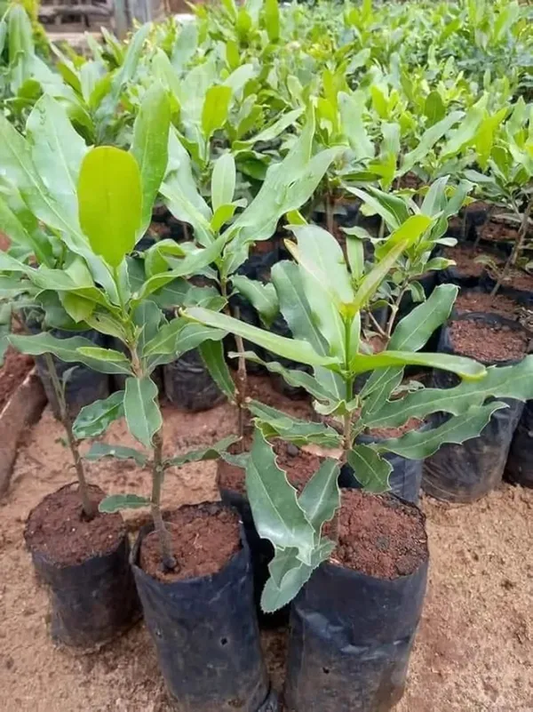 The_Queen_Of_Nut__Macadamia__Fruit_Plant_&_Tree_(1.5-3.5_Ft_Height)_For_Home_Garden,_Pack_Of_1