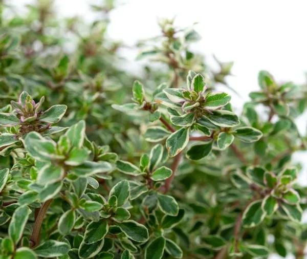 Thyme_Silver_Queen_Creeper_Plant_For_Home_Decor/Gardening_Silver_Queen_Outdoor/Indoor_Plant_(Hybrid,_Pack_Of_1)